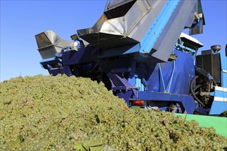 Grape grape harvest with full harvester in the district of Bad Dürkheim, Rhineland-Palatinate