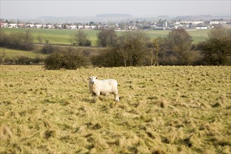 Sheep grazing on chalk downland grassland on Salisbury Plain, near Durrington, Wiltshire, England,