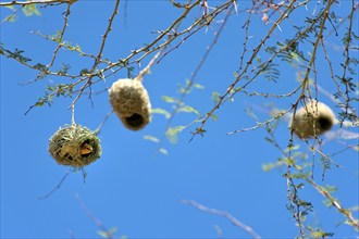 Weaverbirds, bird, nest, build, group, nesting, nesting birds, nesting birds, roundhouse, bird's