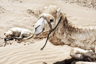 Dromedary (Camelus dromedarius), Arabian camel and dog, animal, fur, in the sun, desert, clay in