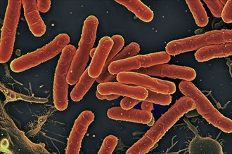 Escherichia Coli Bacteria. KI generiert, generiert, AI generated