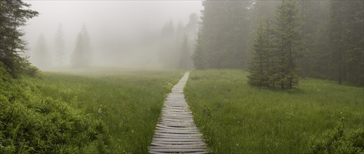 Hühnermoos on a cloudy day with fog, a high moor at Söllereck near Oberstdorf, Allgäu Alps, Allgäu,