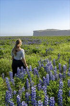 Young woman between blooming lupines, Icelandic landscape, Iceland, Europe