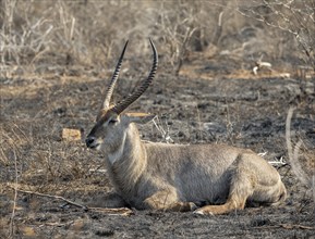 Ellipsen waterbuck (Kobus ellipsiprymnus), adult male, sitting in dry savannah, Kruger National