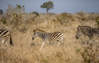 Plains zebra (Equus quagga), group with young in tall grass, Kruger National Park, South Africa,