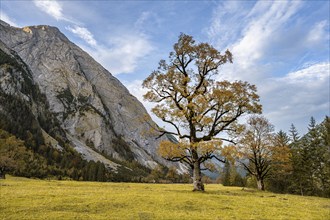 Maple tree with autumn leaves, autumn landscape in Rißtal, Großer Ahornboden, Engalpe, Eng,