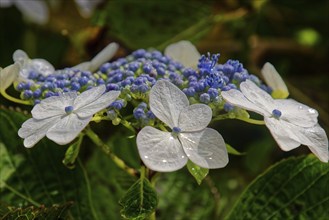 Close-up of Hydrangea Mariesii Perfecta (Hydrangea macrophyllavon) with white flowers with blue