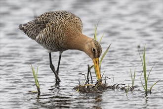 Black-tailed Godwit (Limosa limosa), Lower Saxony, Germany, Europe