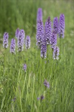 Southern marsh orchid (Dactylorhiza praetermissa), Emsland, Lower Saxony, Germany, Europe