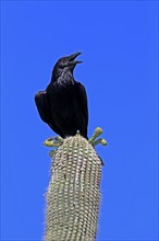 Chihuahuan raven (Corvus cryptoleucus), adult, calling, on saguaro cactus, Sonoran Desert, Arizona,