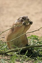 Black-tailed prairie dog (Cynomys ludovicianus), adult, feeding, foraging, Sonoran Desert, Arizona,