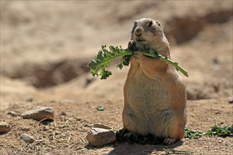 Black-tailed prairie dog (Cynomys ludovicianus), adult, feeding, standing upright, Sonoran Desert,