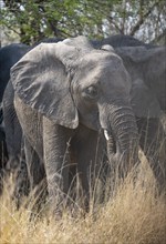 African elephant (Loxodonta africana), eating dry grass, Kruger National Park, South Africa, Africa