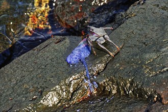 Crab (Brachyura) eating a Portuguese Man O' War (Physalia physalis) Crab, Capelas, Sao Miguel