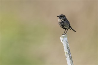 Stonechat (Saxicola rubicula), Emsland, Lower Saxony, Germany, Europe