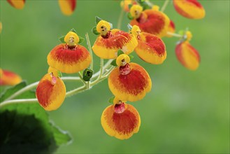 Slipper flower (Calceolaria Hybride), flowering, Elllerstadt, Germany, Europe