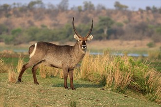 Ellipsen waterbuck (Kobus ellipsiprymnus), adult, male, foraging, vigilant, Kruger National Park,