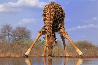 Southern giraffe (Giraffa camelopardalis giraffa), adult, drinking, at the water, Kruger National