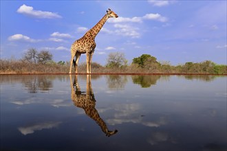 Southern giraffe (Giraffa camelopardalis giraffa), adult, at the water, Kruger National Park,