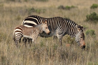 Cape Mountain Zebra (Equus zebra zebra), adult, juvenile, mother with juvenile, female, feeding,