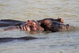 Hippopotamus (Hippopatamus amphibius), adult, juvenile, in water, social behaviour, portrait, Saint