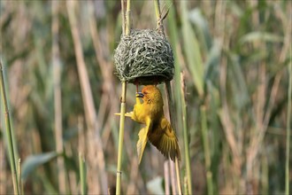 Eastern golden weaver (Ploceus subaureus), adult, male, at the nest, mating, Saint Lucia Estuary,