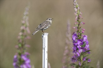 Tree pipit (Anthus trivialis) sitting on a pasture fence between willowherbs (Epilobium