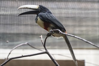 Black-necked aracari (Pteroglossus aracari), Walsrode Bird Park, Lower Saxony, Germany, Europe