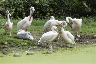 Great white pelicans (Pelecanus onocrotalus), Walsrode Bird Park, Lower Saxony, Germany, Europe