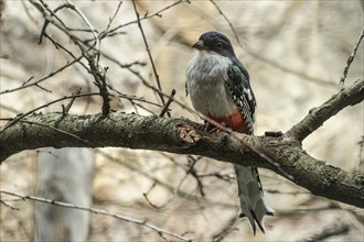 Cuban Trogon (Priotelus temnurus), Walsrode Bird Park, Lower Saxony, Germany, Europe