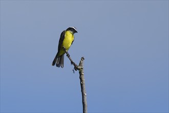 Social Flycatcher, Myiozetetes similis, Amazon Basin, Brazil, South America