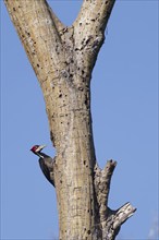 Female Crimson crested woodpecker, Campephilus melanoleucos, Amazon Basin, Brazil, South America