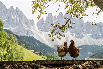 Chickens, Geislerspitzen, Villnöss Valley, Sass Rigais, Dolomites, South Tyrol, Italy, Europe