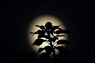 A full moon in the night sky with a Common ivy (Hedera helix) plant stem and leaves silhouetted