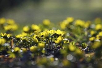 Winter aconites (Eranthis hyemalis), January, Saxony, Germany, Europe