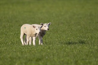 Domestic sheep (Ovis aries) two juvenile lambs farm animals standing in a grass field, England,