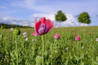 Poppy, (Papaver somniferum), poppy field, Waldviertel grey poppy, poppy village Armschlag,