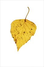 Autumn coloured leaf of a birch (Betula), tree, free-standing, Vechta, Lower Saxony, Germany,