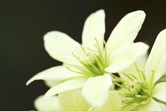 Clematis 'Fragrant Oberon' (Clematis spec.), flower, ornamental plant, North Rhine-Westphalia,