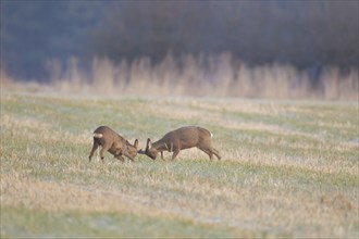 Roe deer (Capreolus capreolus) two adult male bucks rutting on grassland, Suffolk, England, United