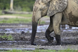 African forest elephant (Loxodonta cyclotis) in the Dzanga Bai forest clearing, Dzanga-Ndoki