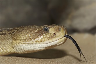 Mexican west coast rattlesnake (Crotalus basiliscus) lambent, portrait, captive, occurrence in