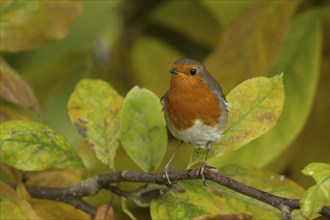 European robin (Erithacus rubecula) adult bird amongst autumn leaves of a garden Magnolia tree,