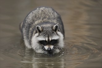 Raccoon (Procyon lotor) in the water, Hesse, Germany, Europe