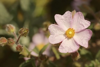 Small-flowered rockrose (Cistus parviflorus), flower, Provence, southern France