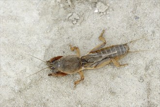 European mole cricket (Gryllotalpa gryllotalpa), Camargue, Provence, southern France