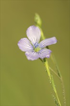 Biennial flax or wild flax (Linum bienne, Linum angustifolium), flower, Provence, southern France