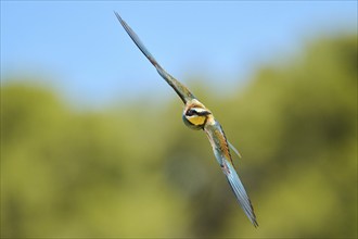 European bee-eater (Merops apiaster) flying in the sky, Spain, Europe