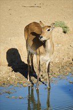 Southern lechwe (Kobus leche) next to a water pond in the dessert, captive, distribution Africa