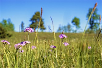 Flowering Bird's-eye primrose (Primula farinosa) on a wet meadow